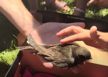 Да погалиш бързолет! Уникално преживяване по време на Щастливо еко училище “Свят непознат” в зоопарка на Варна (ВИДЕО)