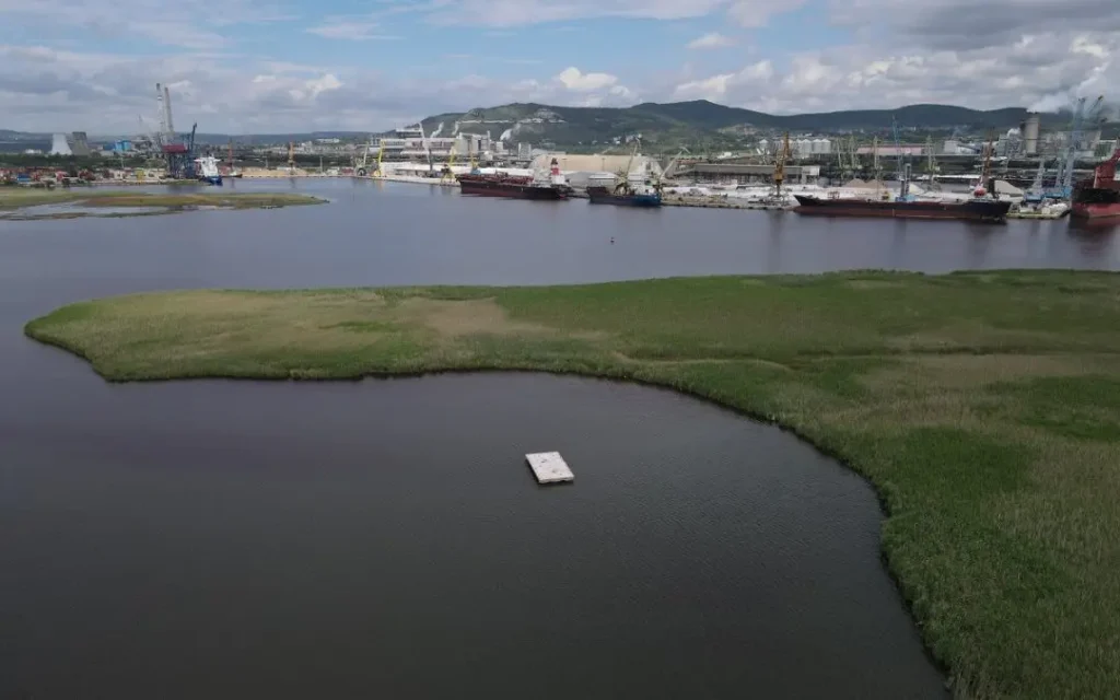 Две нови колонии речни рибарки се сформираха в района на Варненското езеро (ВИДЕО)