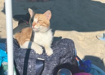 Пазете вещите си на плажа, крадците са във вихъра си! Опашат “пазач” се появи на Трета буна във Варна