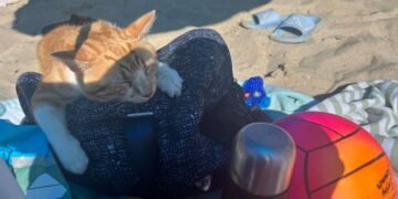 Пазете вещите си на плажа, крадците са във вихъра си! Опашат “пазач” се появи на Трета буна във Варна