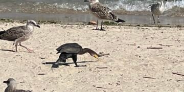 Самотни птици сред “тълпа” от гларуси впачтляват на плажа във Варна (ВИДЕО)