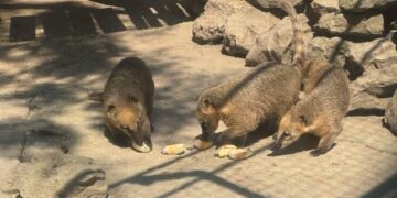 В горещината разхлаждат животните от зоопарка във Варна с ледени плодове и студена вода (ВИДЕО/СНИМКИ)