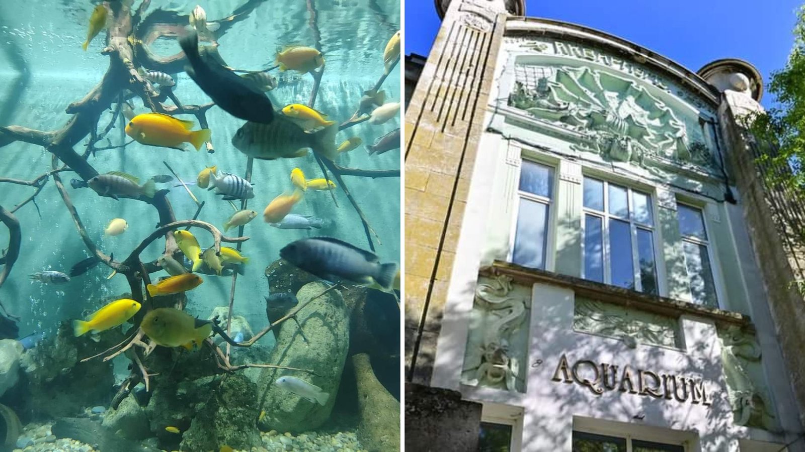 Интересно: Днес показват как се хранят обитателите на Аквариума във Варна