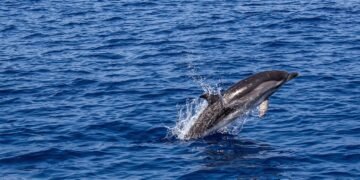 Колко са морските бозайници в Черно море?