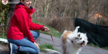 На път с куче: ЧЕТИРИ ЛАПИ със съвети как да полагаме правилните грижи, когато пътуваме с куче 