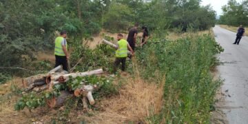 Горски служители отстраниха над 20 изсъхнали тополи по протежение на общинския път към Слънчево