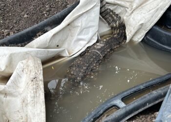 Приключи сагата с крокодила, който живееше в дупка в софийския квартал “Ботунец” (ВИДЕО)