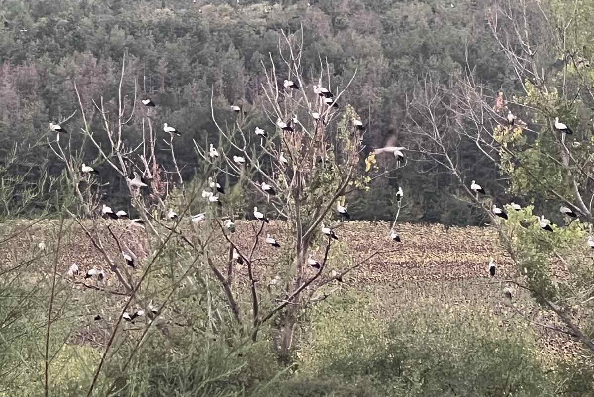 Щъркели оставиха без ток част от Девня