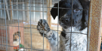 Кученца от приюта в с. Каменар очакват бъдещи осиновители на фестивала „Сръчко“ на 17 август