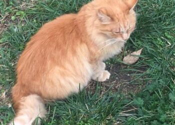 Варненка: Изверг трови котки в “Аспарухово”, кастрирани и обгрижвани! Осиновявайте, за да ги спасим!