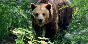 Хот – дог с мляко и мед е любимото лакомство на мечката Свобода в зоопарка на Варна (ВИДЕО)