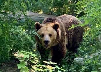 Кафява мечка в Зоопарк Варна, заснета сред есенна растителност