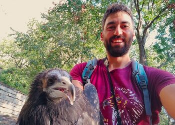 Акция за спасяване на млад египетски лешояд край Мадарския конник приключи успешно