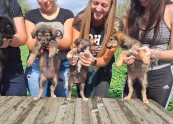 Доброволци зарадваха с грижи, храна и обич обитателите на приюта в Каменар (ВИДЕО/СНИМКИ)