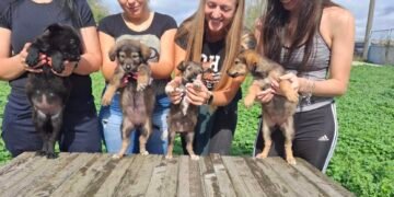 Доброволци зарадваха с грижи, храна и обич обитателите на приюта в Каменар (ВИДЕО/СНИМКИ)