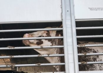 ЧЕТИРИ ЛАПИ: Тези трагедии трябва да спрат! Транспорт с животни заседна на българо-турската граница 