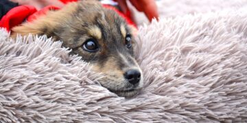 Над 50 любители на животните посетиха днес четириногите обитатели Приюта за кучета в с. Каменар (СНИМКИ)