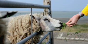 Взети са 315 допълнителни проби от 105 овце от стопанствата с установено огнище на чума по дребните преживни животни