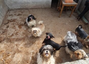 Нелегалната търговия с кученца в Европа: Милиардна сива икономика за сметка на животните и хората