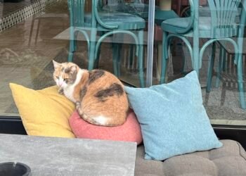Все повече търговци във Варна разбират, че грижата за уличните животни може да им донесе само симпатия и повече клиенти