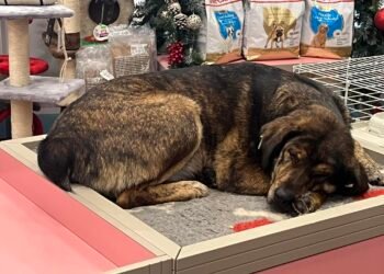 Все повече търговци във Варна разбират, че грижата за уличните животни може да им донесе само симпатия и повече клиенти