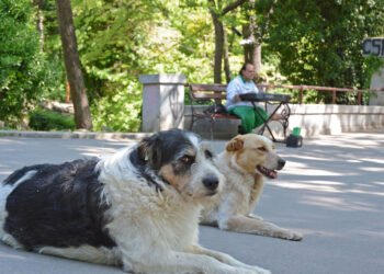 Преброяването на бездомните животни във Варна установи 17 732 безпризорни котки и 1812 кучета