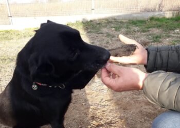 Чернишко от Варна е спасен, търсят се дом и още средства за престоя му в клиниката!