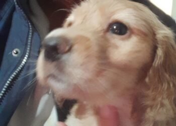 Търсят се спешно любящи стопани на 7 прекрасни бебета кокерчета!