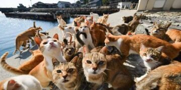 Варна може да се превърне в котешка атракция като остров Таширодзима в Япония