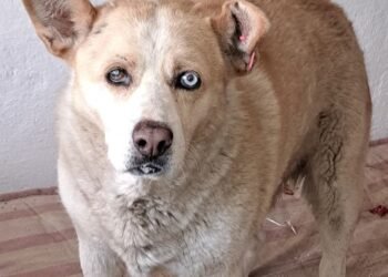 Васко спря да се храни, има нужда от Човек, седи заключен в лек автомобил! Ще го спаси ли някой, преди да полудее!