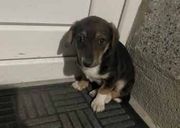 Варненка попадна на тази опашата прелест, търси спешно дом за изплашеното кученце!