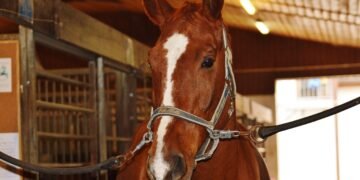 БАБХ затвори животновъден обект с 12 коня в Разлог