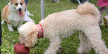 Напомнят на районните кметства да следят спазват ли се правилата от собствениците на домашни любимци