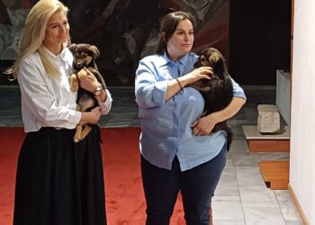 Паленцата Тони и Наско гостуваха на община Варна, търсят осиновители заедно с още хиляди братя по съдба!