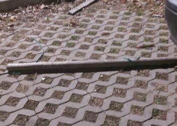 Варненка алармира: В кв. “Кайсиева градина” се случват брутални убийства на котки!