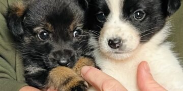 Спасиха две паленца, изхвърлени в канавка по магистралата! Търсят им дом и стопани! (СНИМКИ)