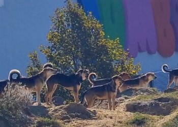 Ескалира напрежението с бездомните животни във “Владиславово”! Докато институциите “търсят” решение, изверг ръси отрова навред в квартала!