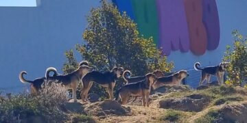 Ескалира напрежението с бездомните животни във “Владиславово”! Докато институциите “търсят” решение, изверг ръси отрова навред в квартала!