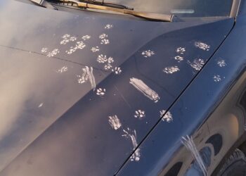 “Бродерия” от котешки лапички разгневи шуменец: Това не се търпи!