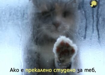 Ако е прекалено студено за теб, значи е прекалено студено за тях! Да помогнем на бездомните животни в оцеляването им през зимата!
