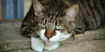 Опашат чаровник прави бързо котешко преброяване на добрите хора около спирка на Червения площад