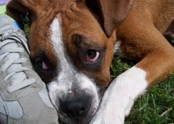 Районна прокуратура Варна с над 40 досъдебни производства по сигнали за жестокост към улични и домашни животни през 2024 г. (ВИДЕО)