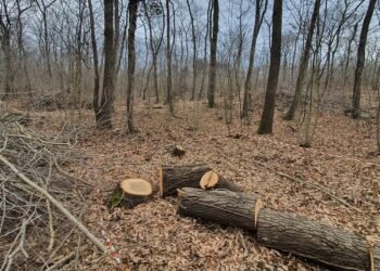 Варненци алармират: Извършва се масова сеч в природен парк “Златни пясъци”