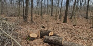 Варненци алармират: Извършва се масова сеч в природен парк “Златни пясъци”