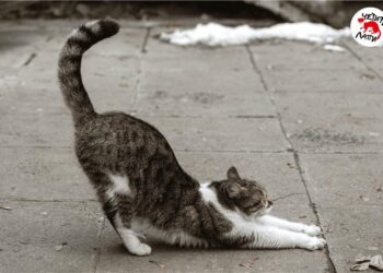 ЧЕТИРИ ЛАПИ стартира традиционната си кампания за раздаване на талони за кастрация на бездомни котки за 2025г. в София 