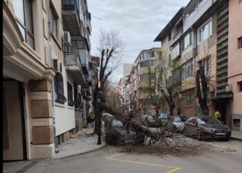 Бурен вятър върлува във Варна, събори старо дърво върху автомобил