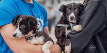 Кученцата в Каменар стоят в клетки цяла седмица! Търсят се повече осиновители, които да ги дарят с дом и обич!