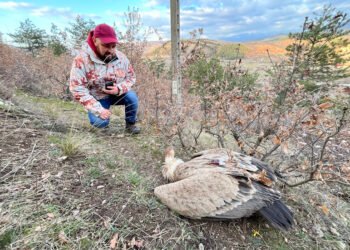 Нов случай на умишлено отравяне на белоглави лешояди е установен до Симитли