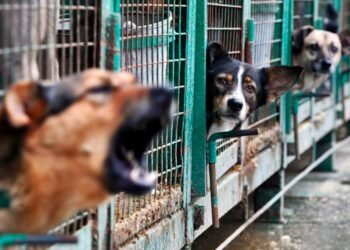 Кошмар в Турция: Обричат на смърт бездомните животни по ужасен начин!