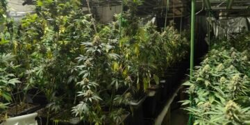 Поредна ударна акция по наркоразпространението във Варна